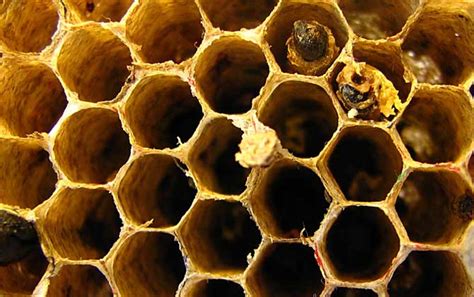 蜜蜂蜂巢 旺山